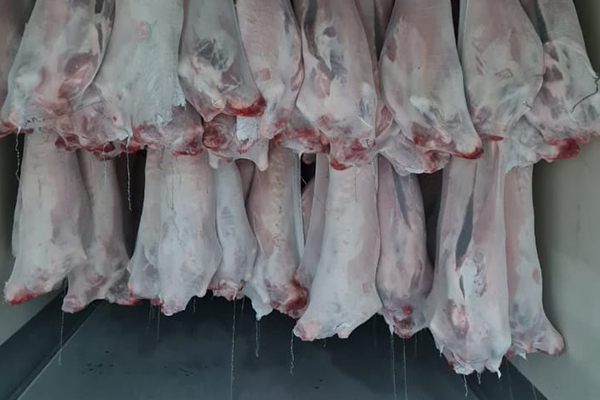 carcass